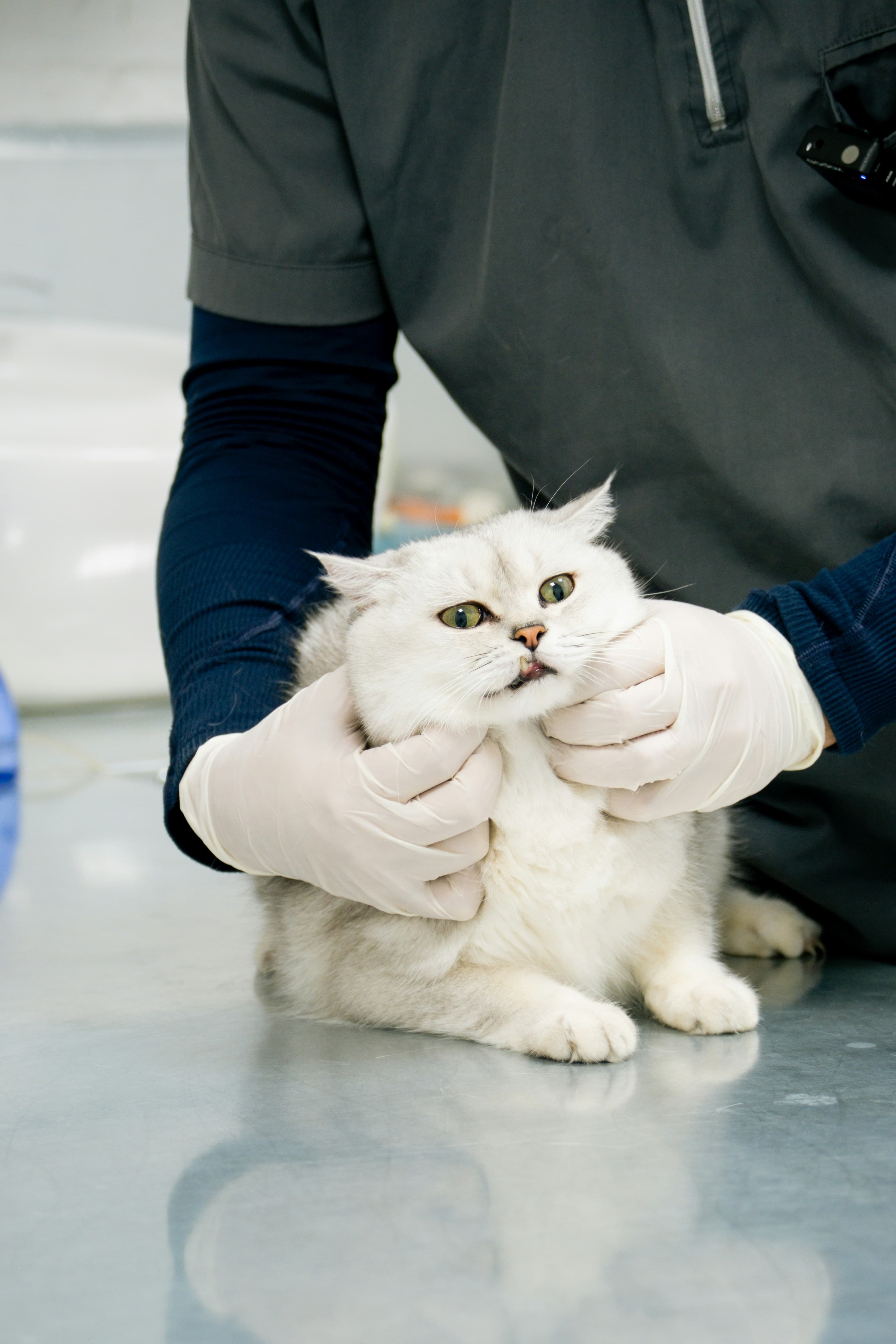 Gato blanco durante un examen veterinario